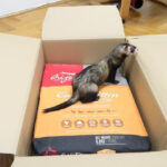 Best Kibble For Ferrets Guide With Recommendations