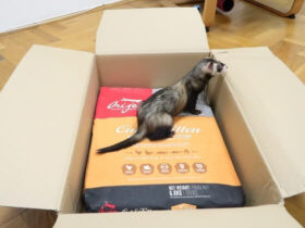 Best Kibble For Ferrets Guide With Recommendations