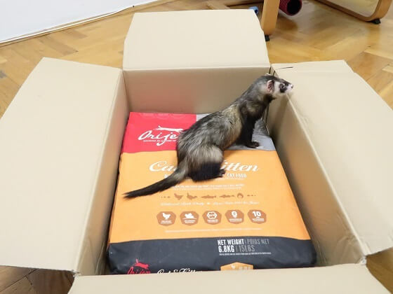 best kibble for ferrets