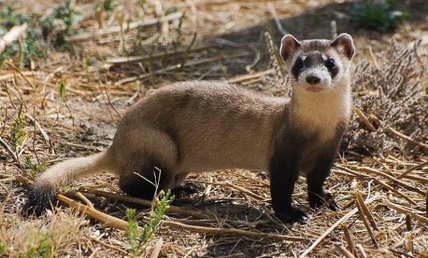 Black-Footed-Ferret