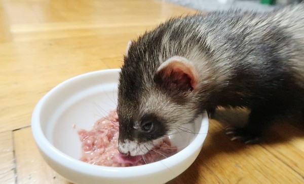 Can my ferret eat cat food hotsell