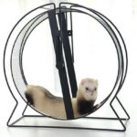 Ferret Exercise Running Wheel Should You Buy It For Ferrets
