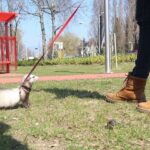 Ferret Harness, Leash & Collars Guide With Training Tips