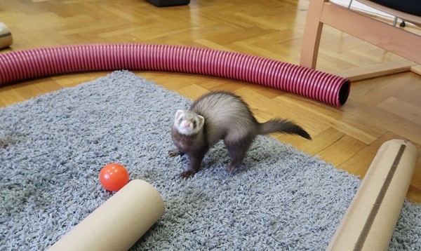 Ferrets Are Playful