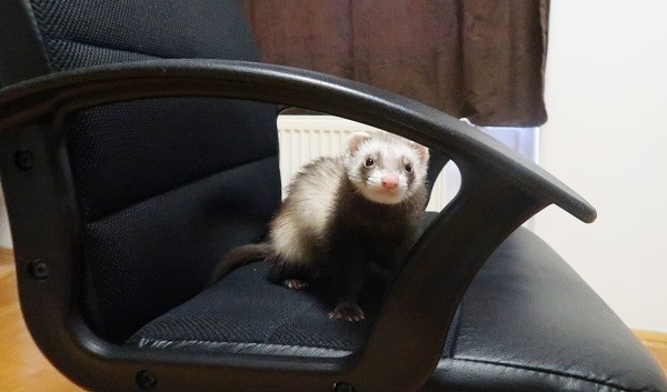 Ferrets Are Small