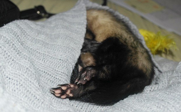 Ferret's Paws Can Get Stuck On The Wheel