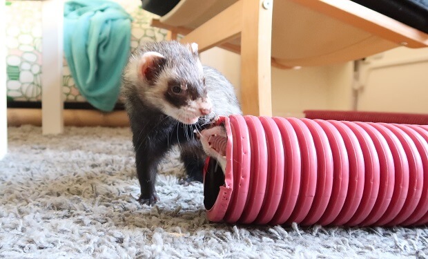 Ferret running shop wheel