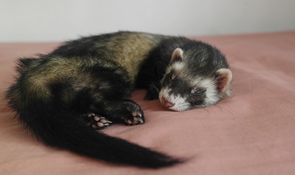 Ferrets Sleep Most Of The Day