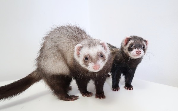 Ferrets are cute