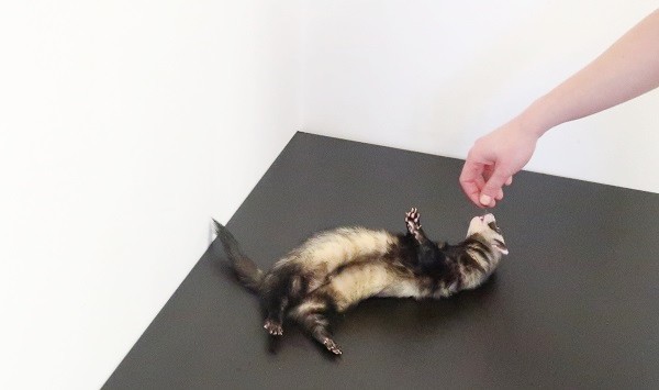 Ferrets are trainable