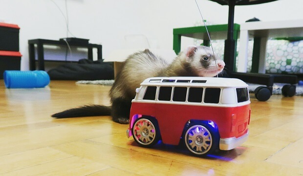 Ferret running hot sale wheel