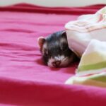 Good Ferret Age Span In Years Life Expectancy Of A Ferret