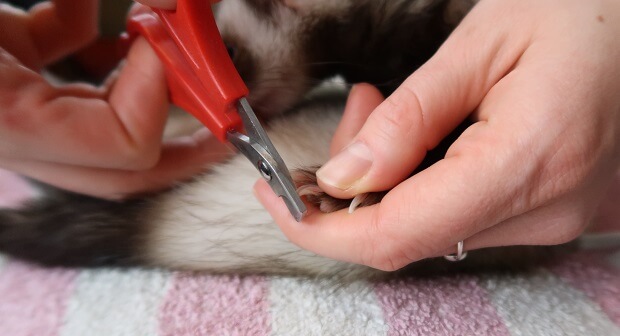 How To Keep Ferrets Clean