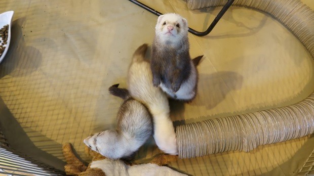 Investigate Where To Buy A Ferret