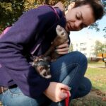 Keeping Ferrets As Pets What Do You Need To Know