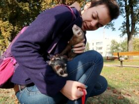 Keeping Ferrets As Pets What Do You Need To Know