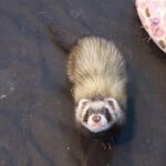 List Of Animals Similar To Ferrets Ferret-Type Animals