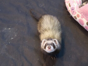 List Of Animals Similar To Ferrets Ferret-Type Animals