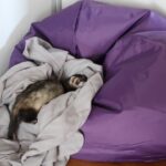 Owning Pet Ferret Why Are Ferrets Good Pets