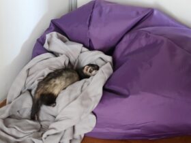 Owning Pet Ferret Why Are Ferrets Good Pets