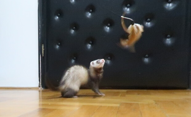 Ferret-exercise-gym-workout