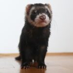 What Does A Ferret Look Like What Kind of Animal It is