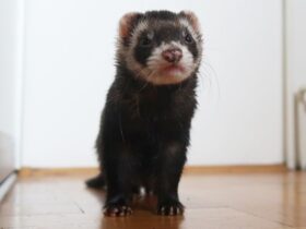 What Does A Ferret Look Like What Kind of Animal It is