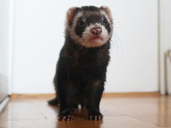 What Does A Ferret Look Like? What Kind of Animal It is?