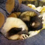 Where Can I Buy A Ferret As Pet Good And Bad Options Guide
