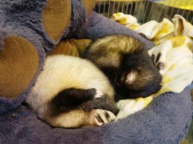 Where Can I Buy A Ferret As Pet Good And Bad Options Guide