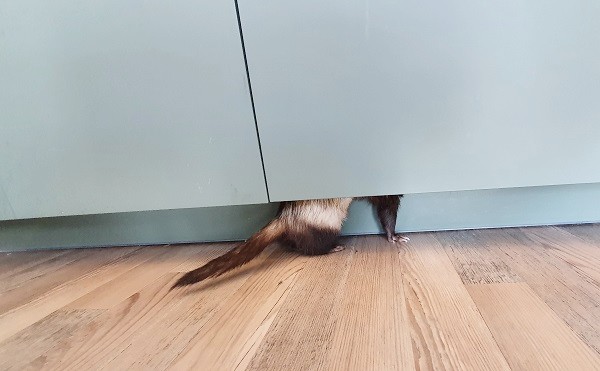 You Have To Ferret-Proof Your Home