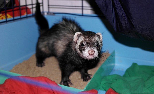 are ferrets easy to take care of