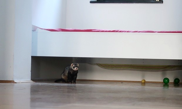 are ferrets good apartment pets