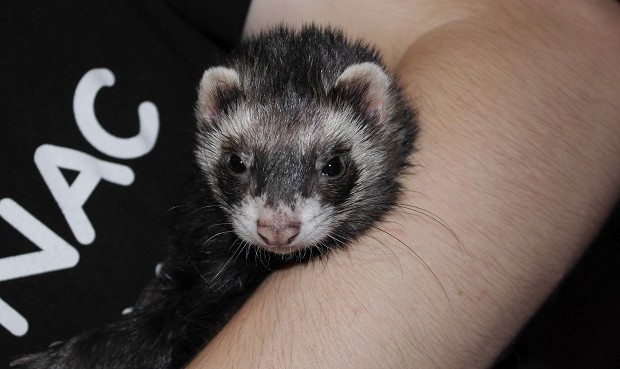 are ferrets good pets for 12 year olds