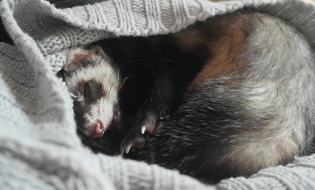 are ferrets good pets