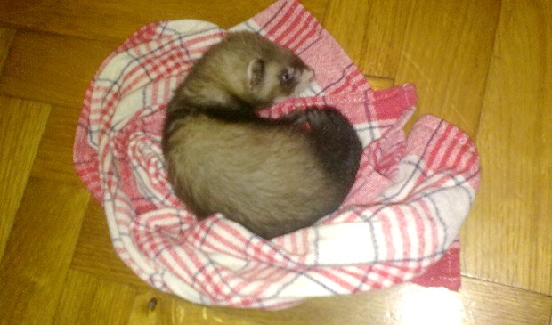 baby ferrets for adoption