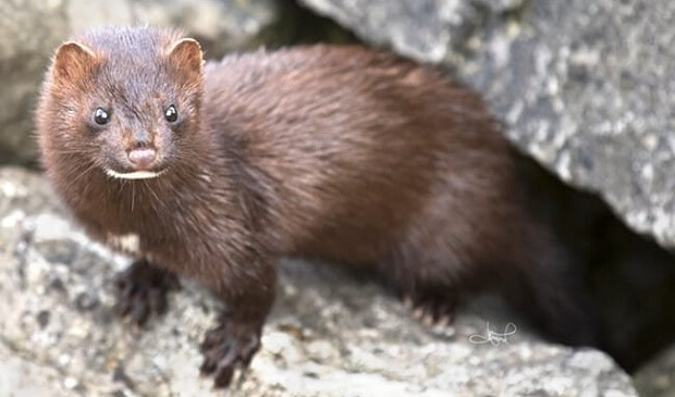 european mink animals that look like ferrets