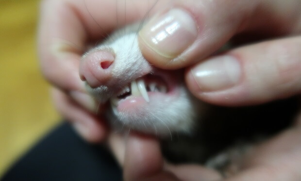 ferret Teeth & Mouth