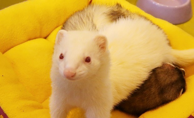 ferret eyes