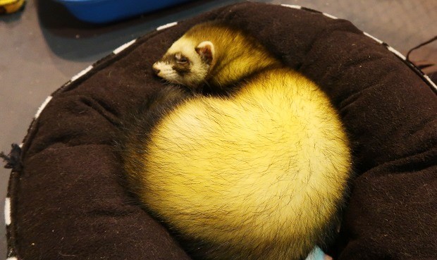 ferret fur