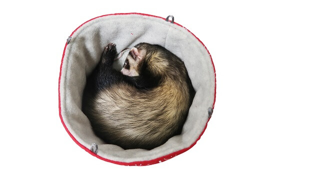 ferret hanging bed