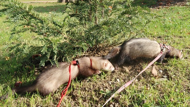 ferret harness and leash