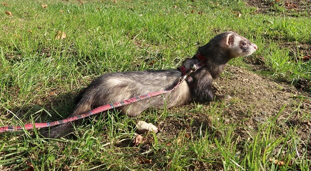 Ferret leash hotsell and collar