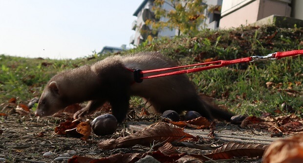 ferret leash