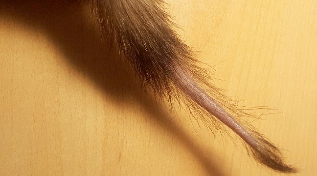 ferret losing hair on tail