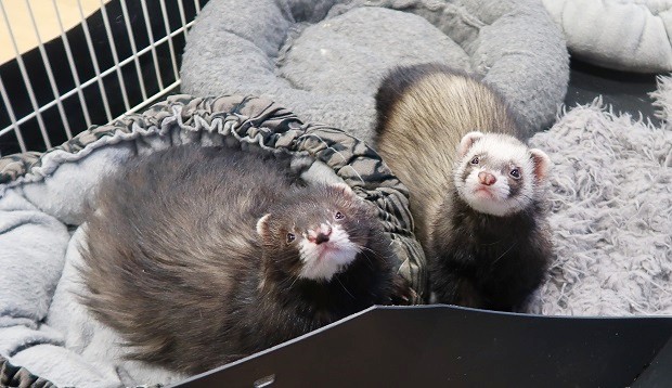 ferret nose