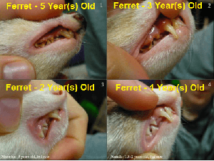 ferret teeth