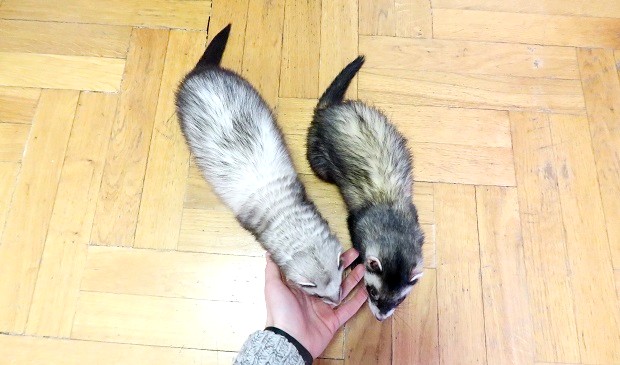 ferrets for adoption near me