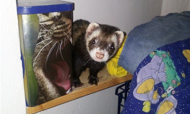 Ferrets up 2024 for adoption