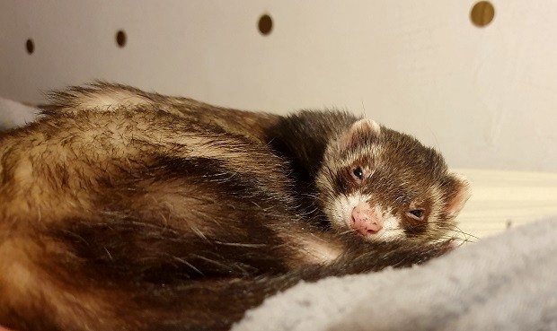 ferrets near me for adoption